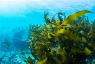 सोडियम alginate