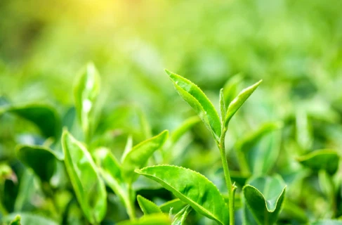 product-487-320 product-487-320