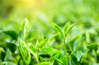 एपिगैलोकैटेचिन गैलेट (ईजीसीजी)